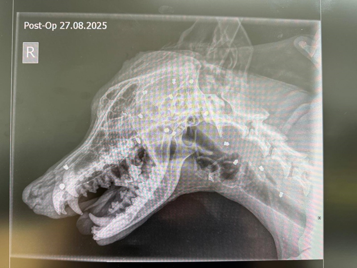 radiografie caine impuscat