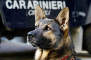 caine carabinieri italia