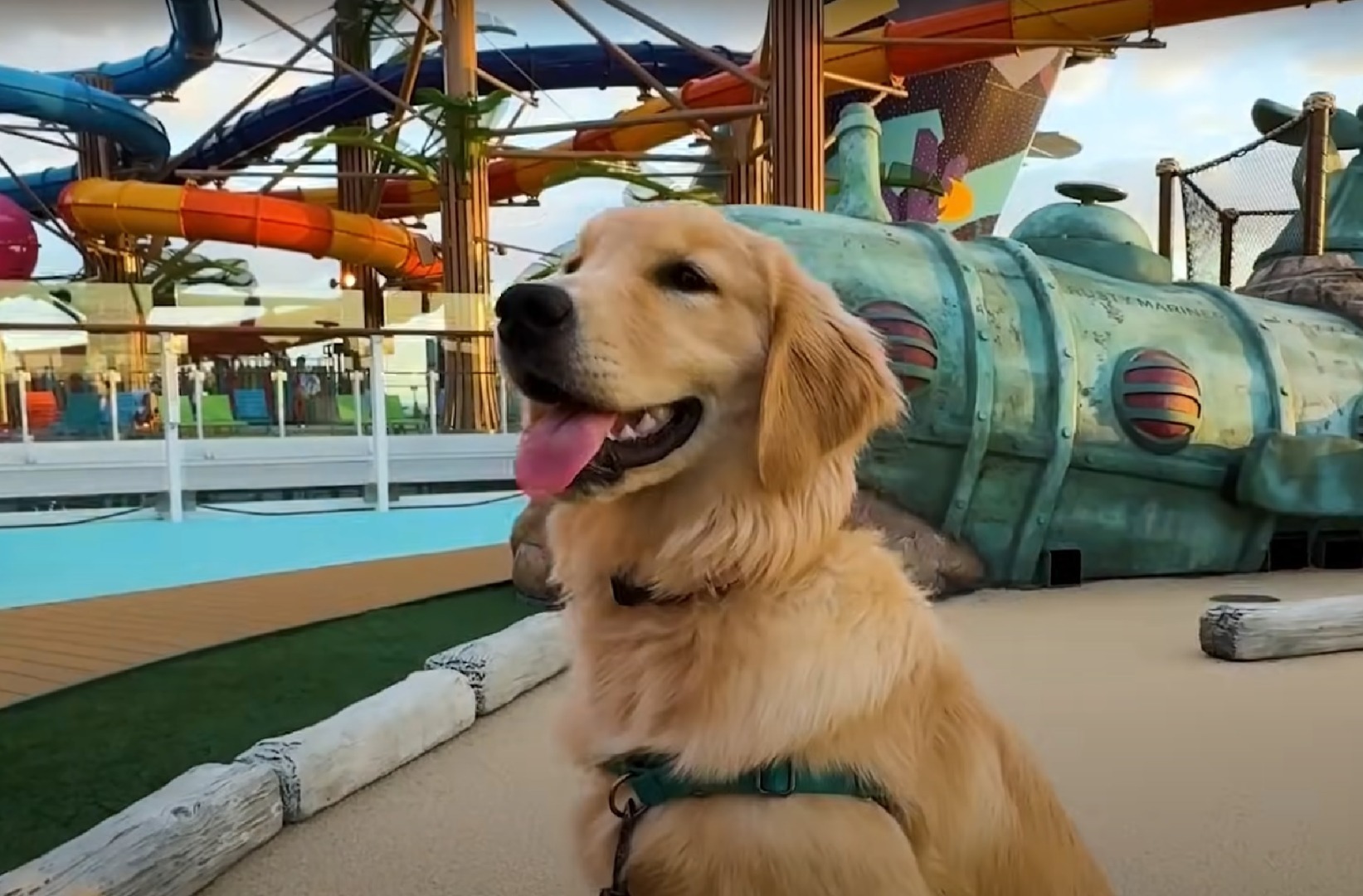 Câine Golden Retriever într-un parc de distracții
