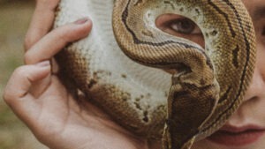 Un șarpe este ținut în mână, în fața ochilor, de o femeie.
