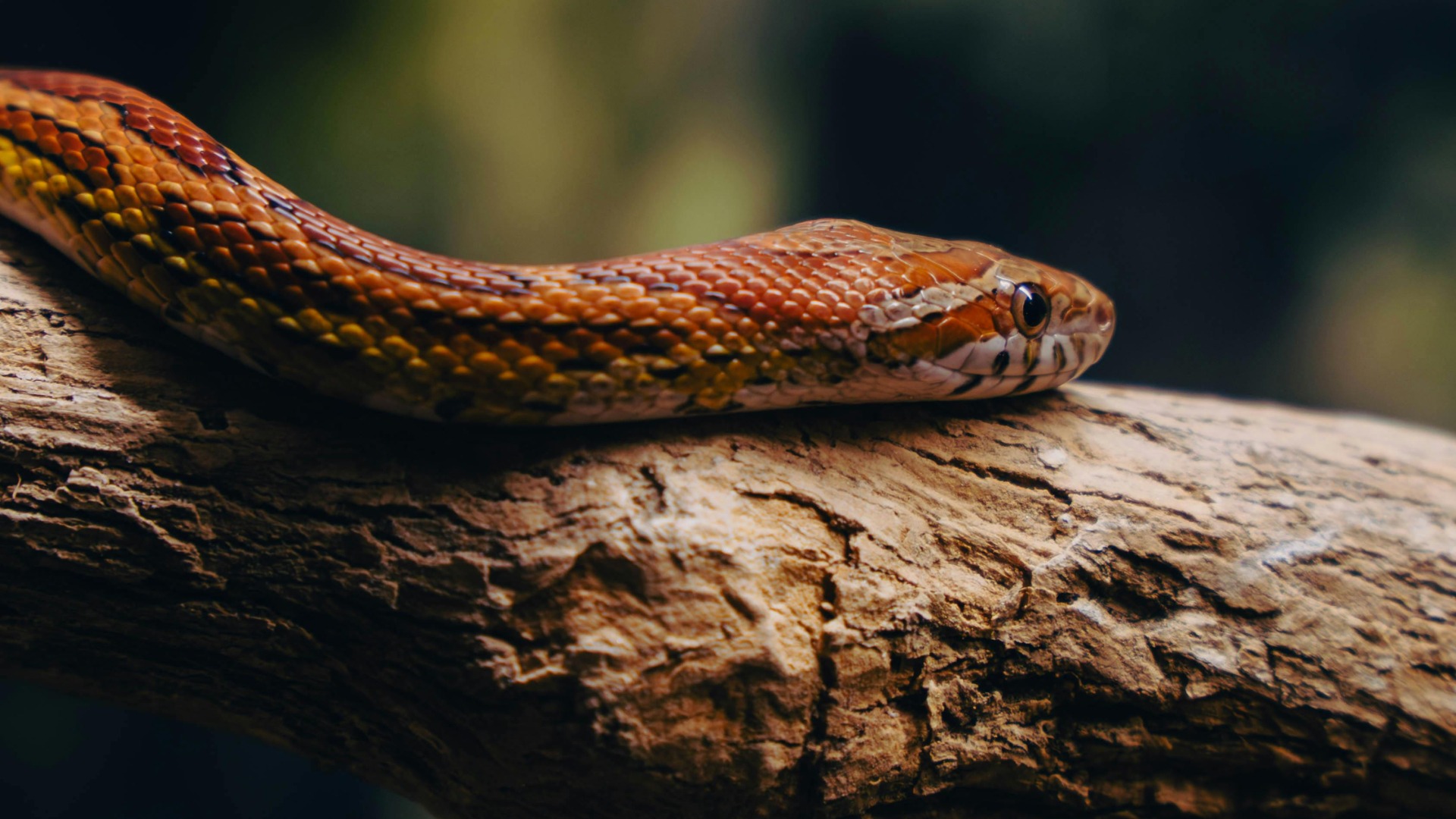 Șarpele de porumb care stă pe o bucată de lemn.
