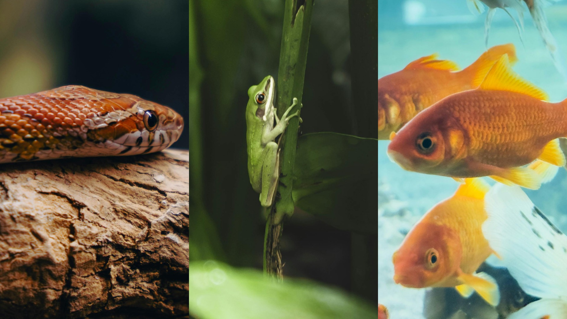 Colaj foto cu un șarpe de porumb, o broască și un peștișor auriu.