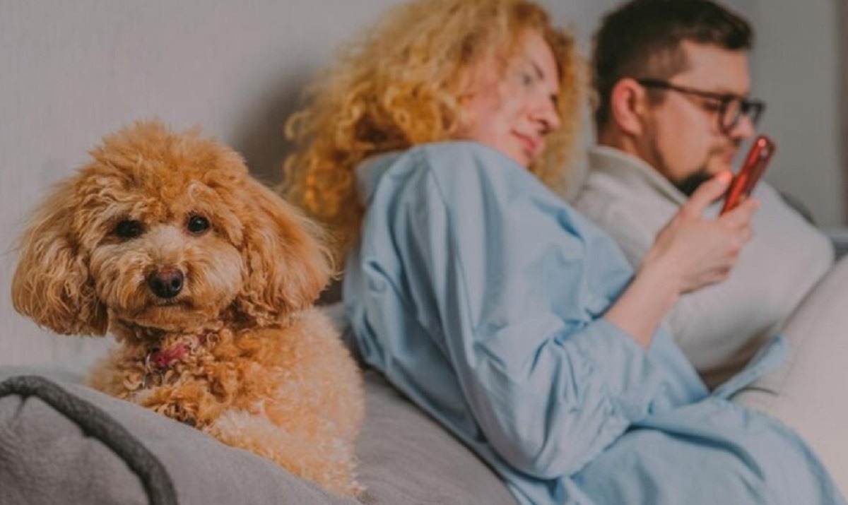 cainele nu este bagat in seama de stapani