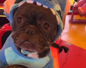 Bulldog francez îmbrăcat în Stitch