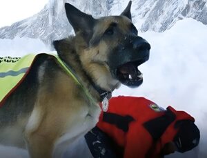 Câine utilitar alături de un salvator montan