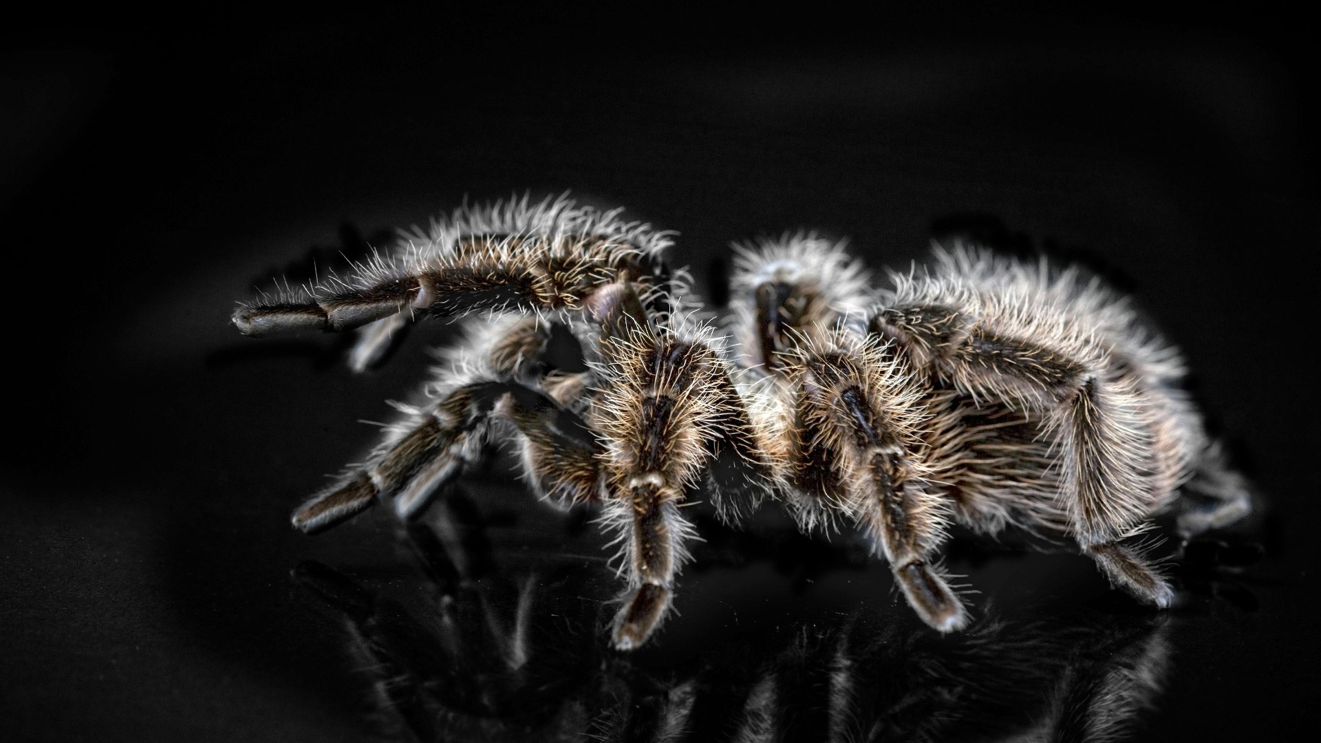 O tarantulă este pozată din față.