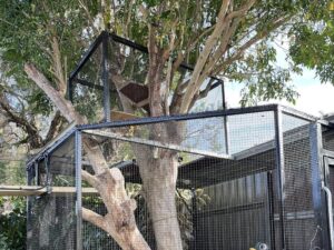 Țarcuri pentru pisii