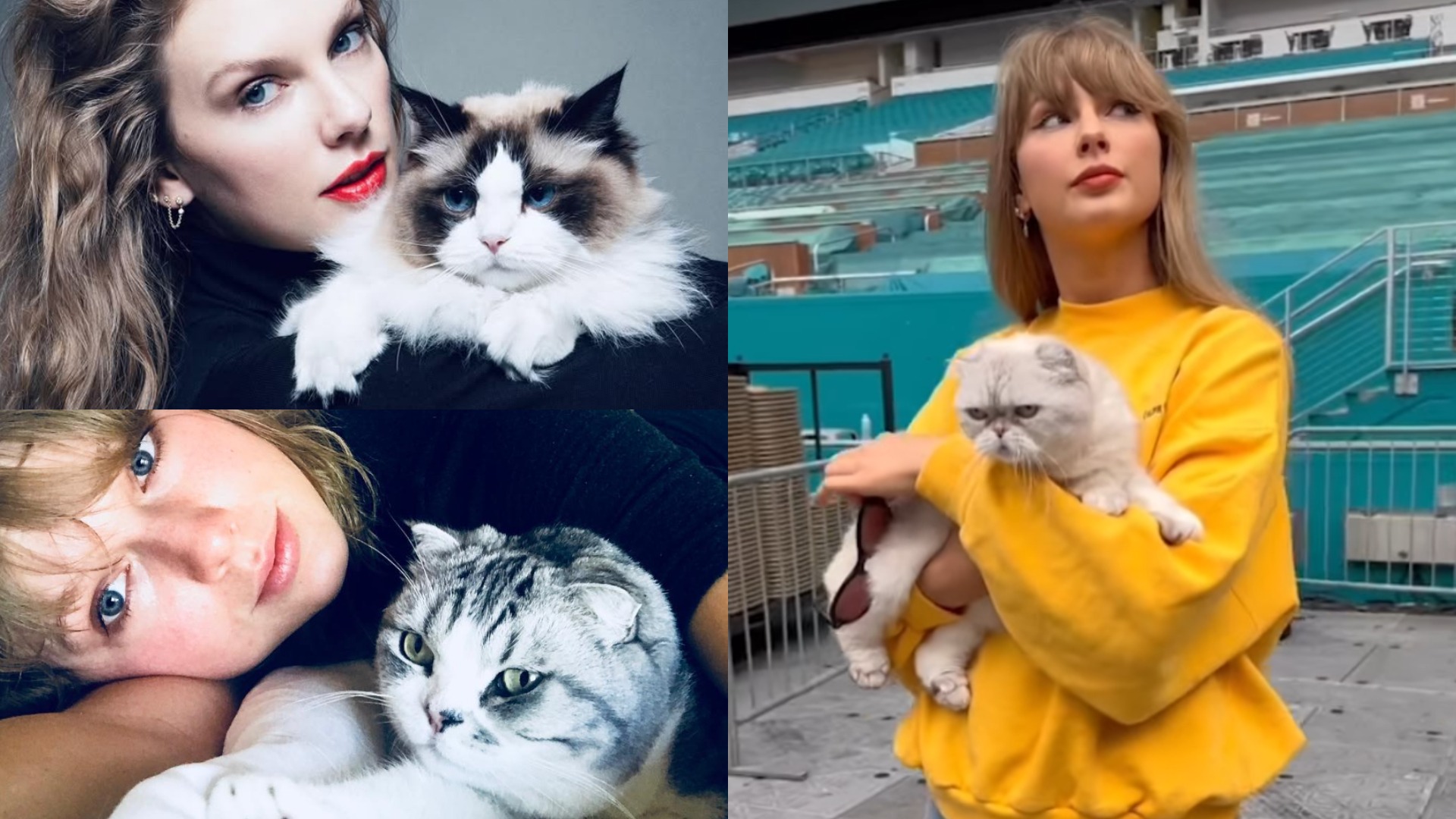 Taylor Swift și pisicile sale: Benjamin Button, Meredith Grey și Olivia Benson.