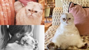 Colaj foto cu Taylor Swift și pisica ei, Olivia Benson, care este în top 3 cele mai bogate animale de companie din lume.