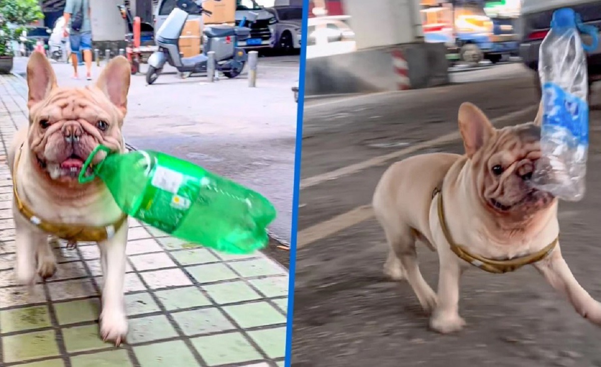 cainele aduna bidoane si le duce la reciclat