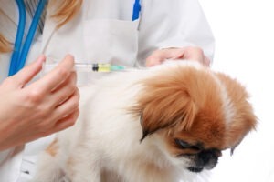 Un veterinar vaccinează un câine