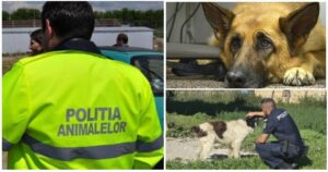 amenzi politia animalelor