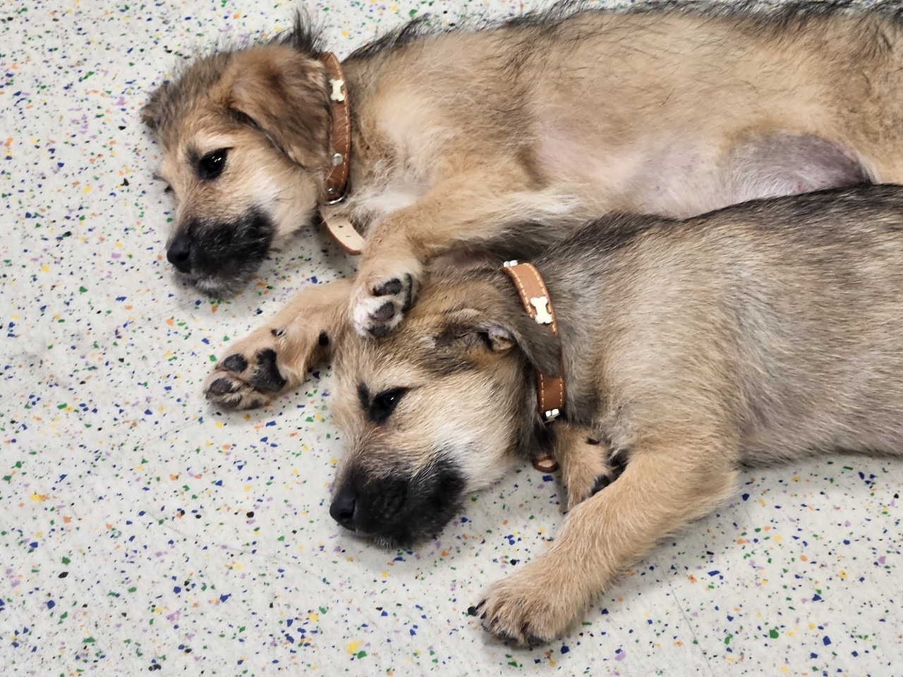 566228774_1157815543170248_7079142911816390972_n