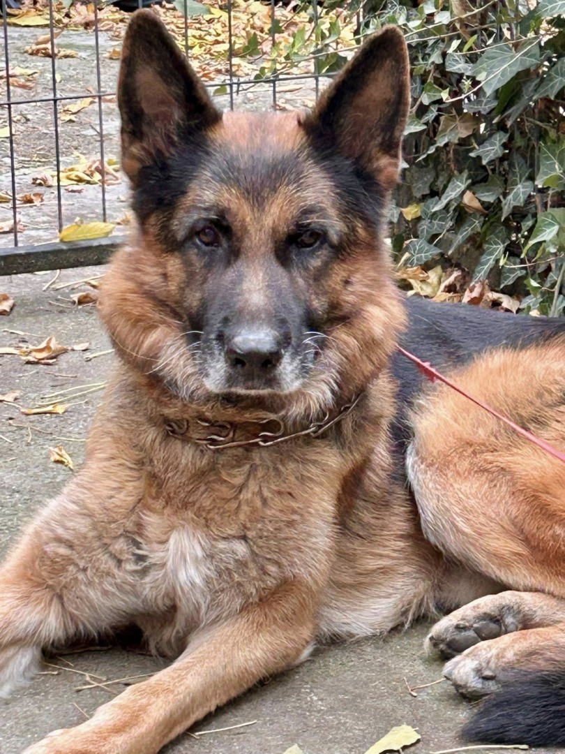 Tango, ciobănesc german