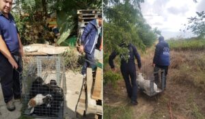 caini capturati de ASPA