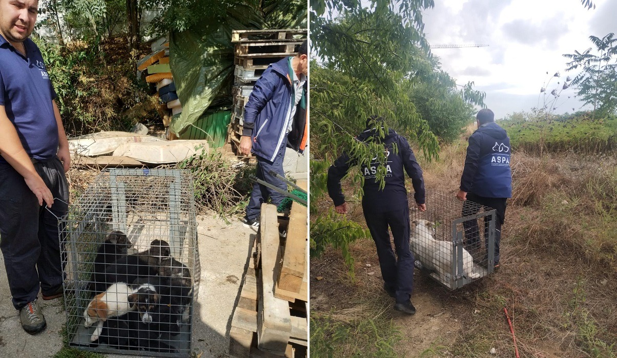 caini capturati de ASPA