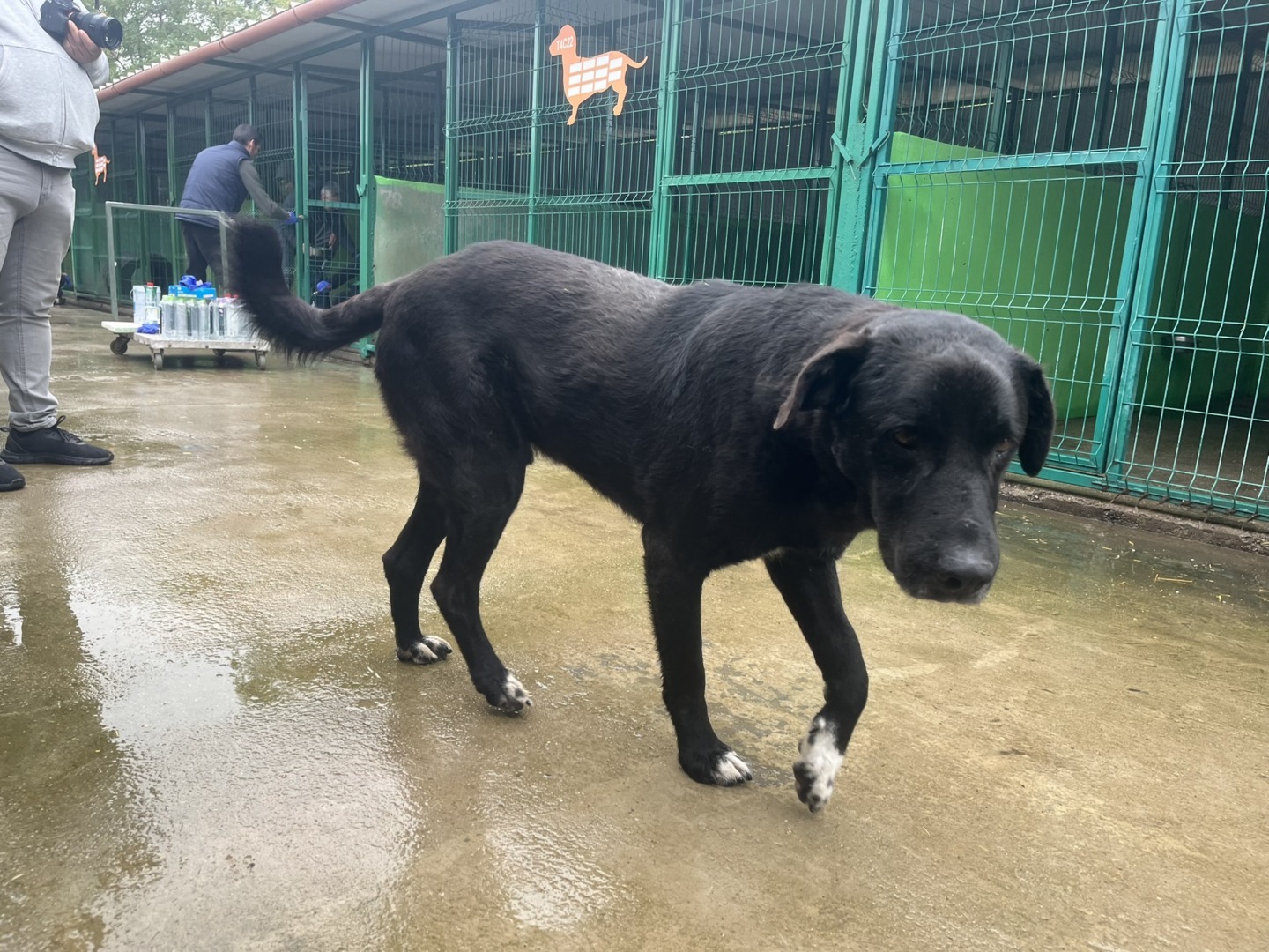 Adapostul Speranta_activitati caini