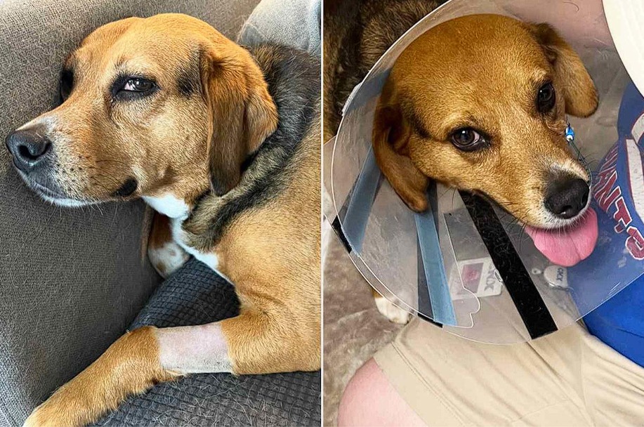 doua poze cu acelasi caine, in prima poza sta sprijinit de canapea si in a doua poarta un con