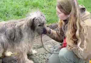 caine salvat din ucraina alaturi de voluntara