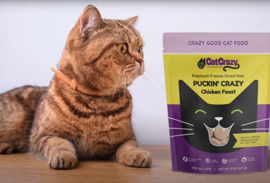 O pisică se uită la un pachet cu hrană