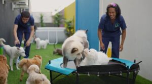 Loc de joacă pentru animale