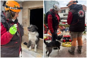 Colaj cu Patrocle și clubul cainilor utilitari