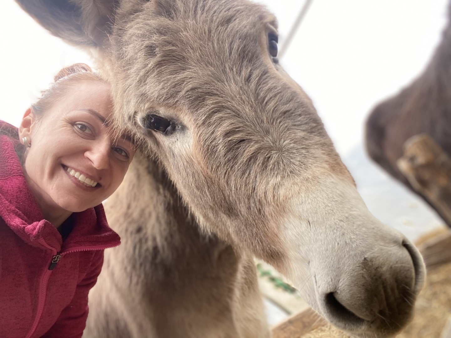 Asist. Dr. Georgiana Deak (USAMV Cluj-Napoca), alături de un măgar