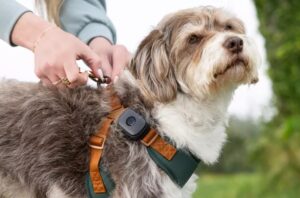 Câine cu zgardă GPS