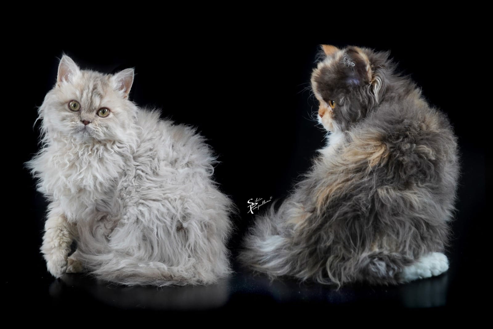 PHOTO-2025-10-10-09-00-21 (1)