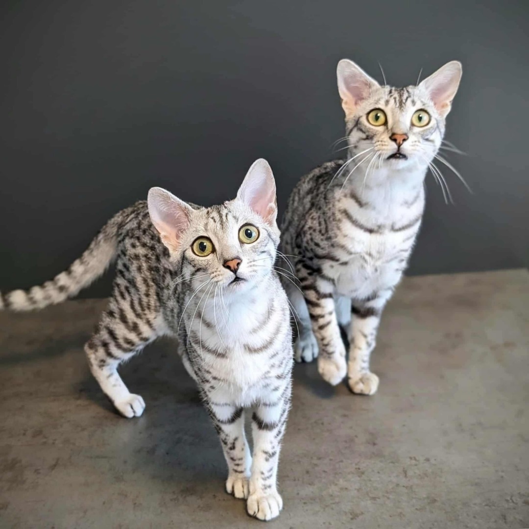 PHOTO-2025-10-10-09-00-21 (12)