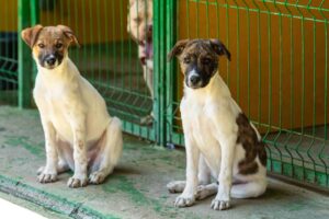 2 caini in fata custii