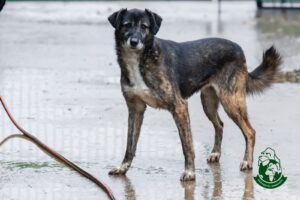 un caine plouat care se uita la tine