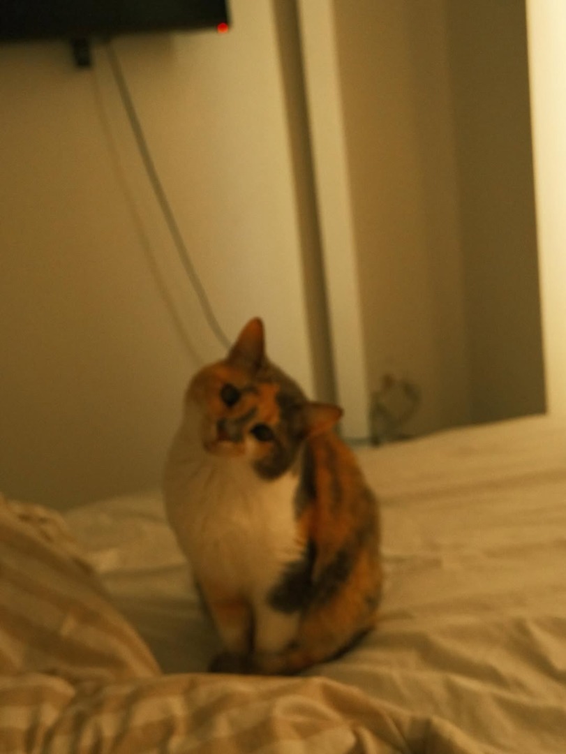 WhatsApp Image 2025-10-09 at 11.24.36