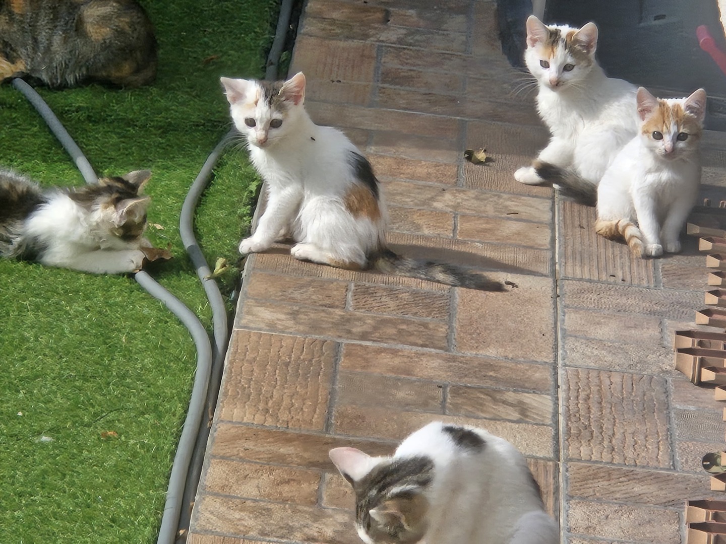 WhatsApp Image 2025-10-17 at 13.03.51 (6)