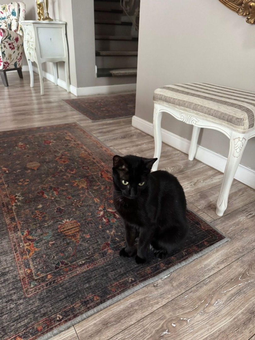 WhatsApp Image 2025-10-17 at 13.03.52