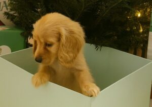 Pui de caine in cutie de cadou