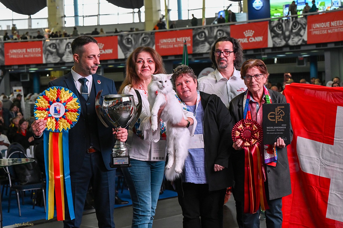 Wild Forests Quasar1