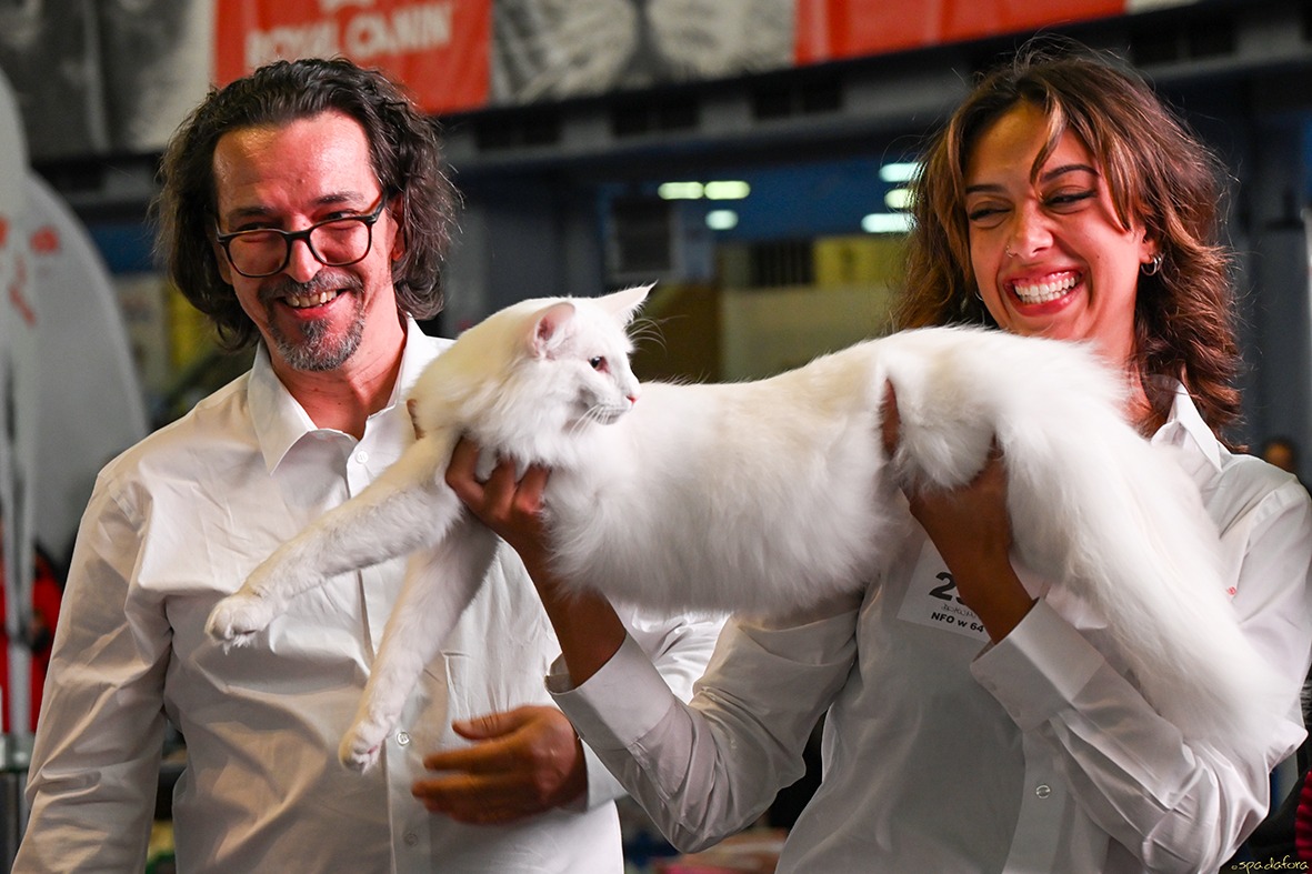 Wild Forests Quasar2