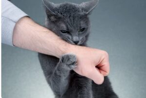 pisica zgarie si musca