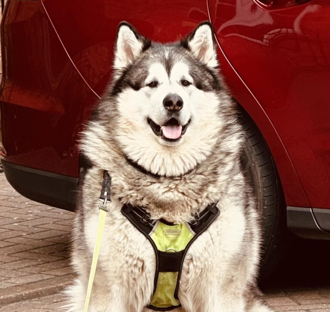 Mal, câinele de 82 de kg