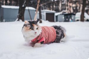 pisica la plimbare prin zapada