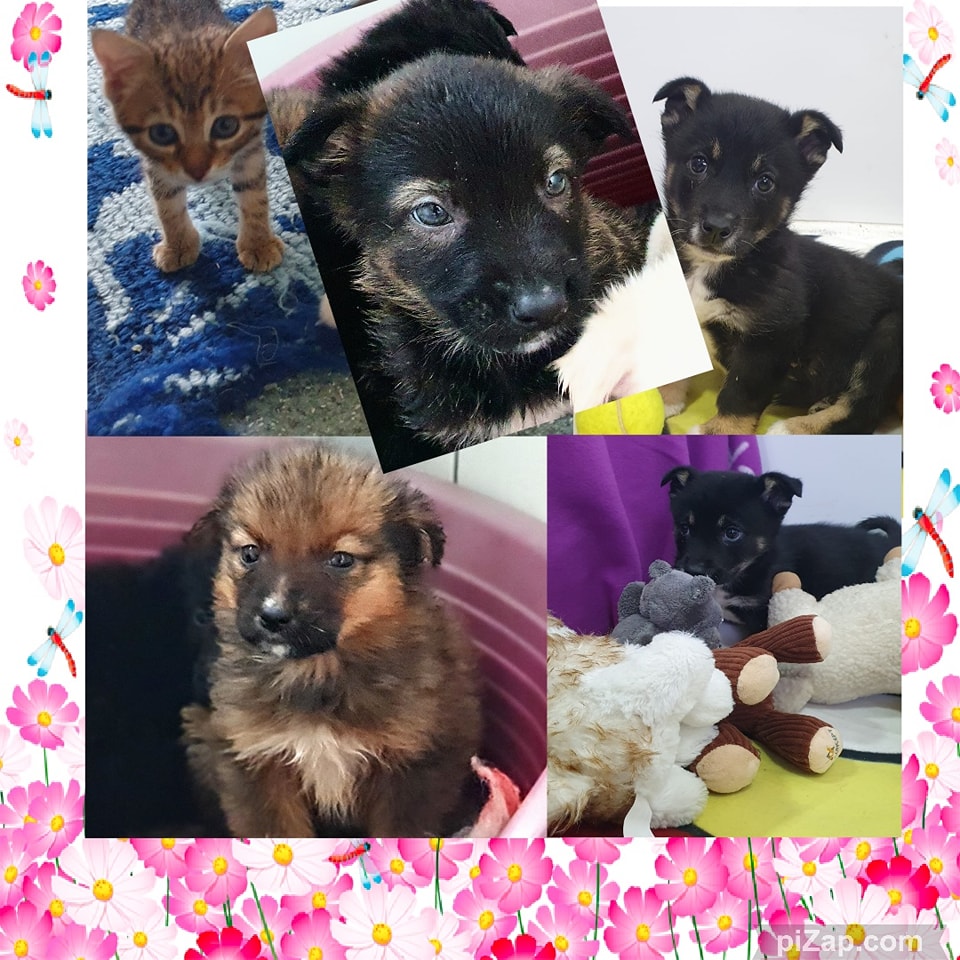 pui de animale, colaj