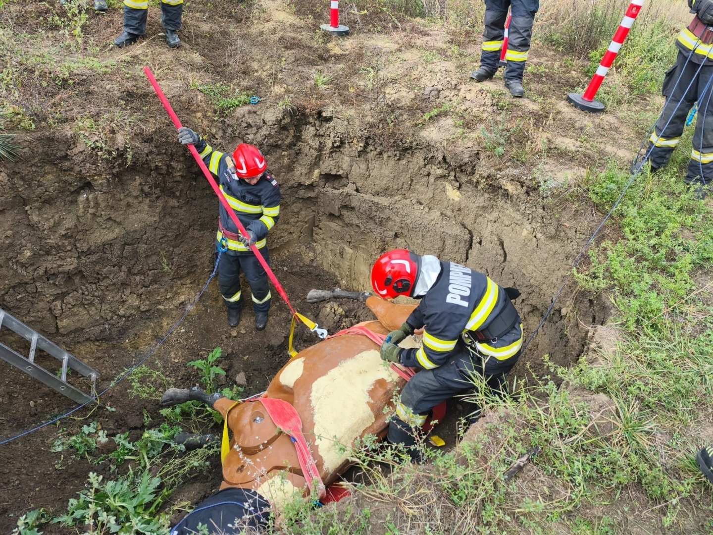 Pompierii ieșeni se antrenează pentru a salva animalele mari