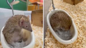 un tenrec face baie in cada