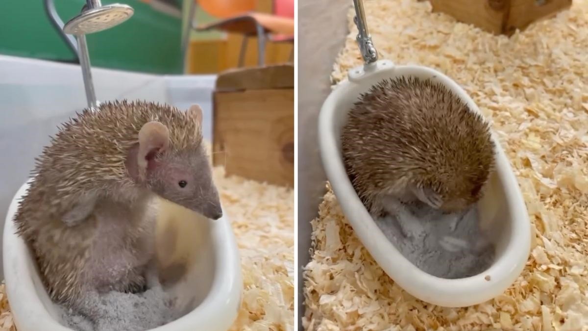 un tenrec face baie in cada