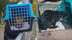 pisici salvate din blocul care a explodat in rahova