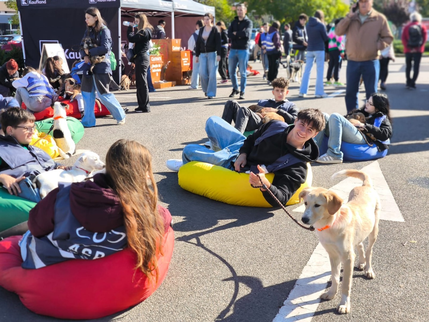 aspa-caini-targ-adoptii