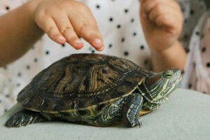 Broască țestoasă mângâiată de o fetiță