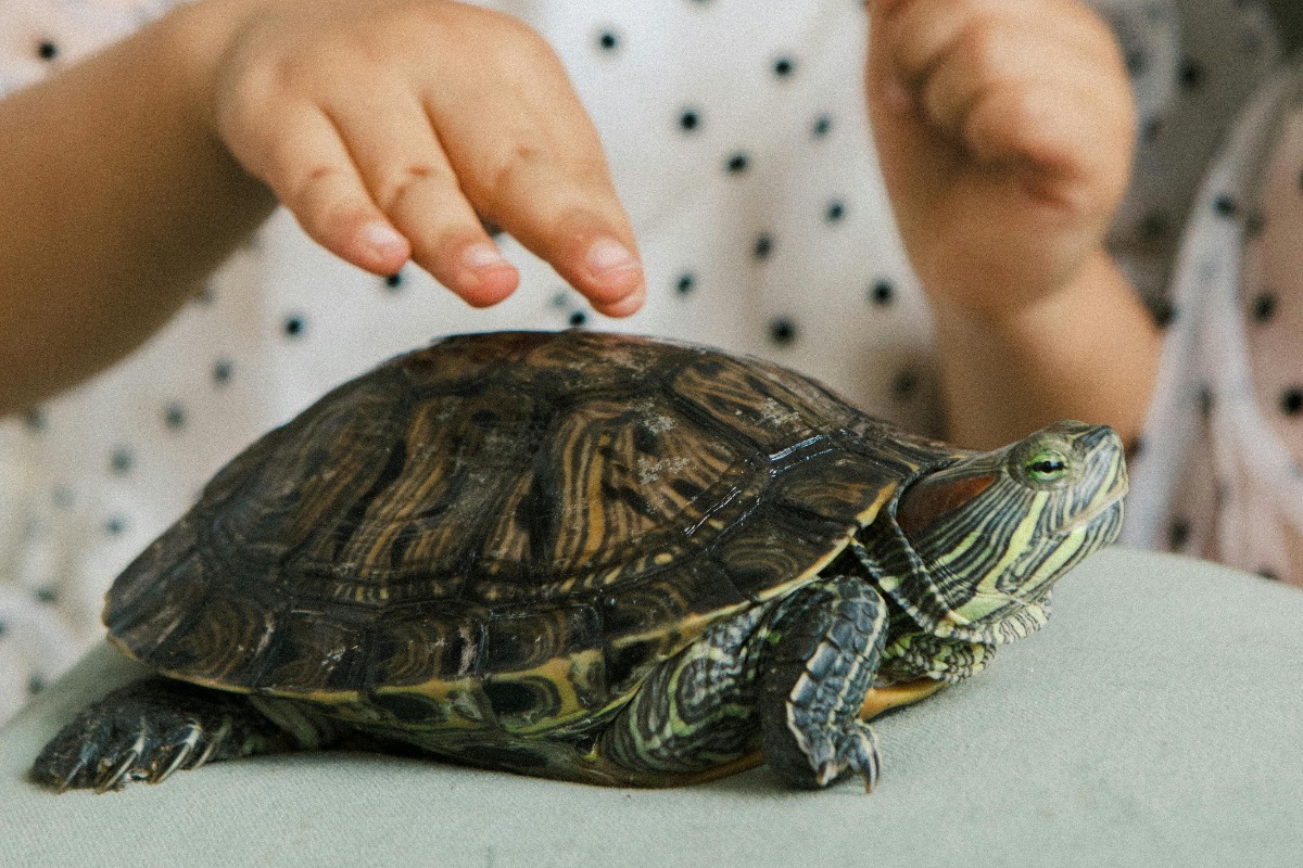 Broască țestoasă mângâiată de o fetiță