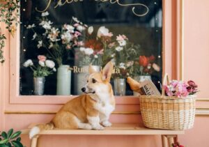 Câine la pervazul unei cafenele